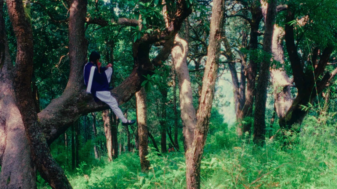 Days in the Forest
