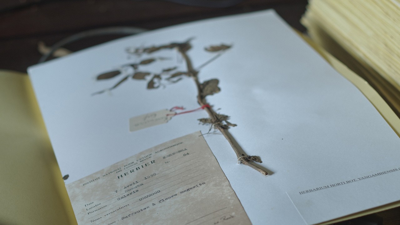 Image du film L'Arbre de l'authenticité