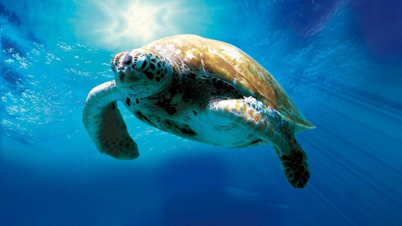 Turtle: The Incredible Journey