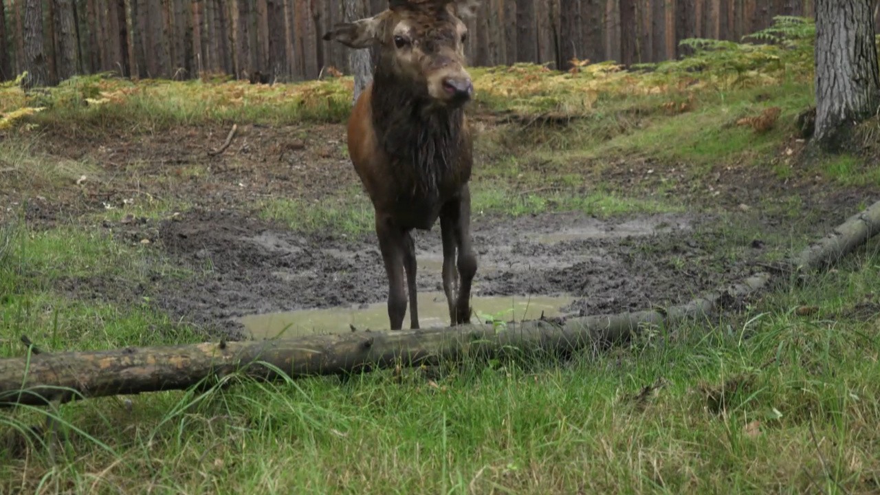 Die geheime Welt der Tiere