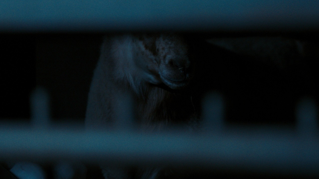 Sheep