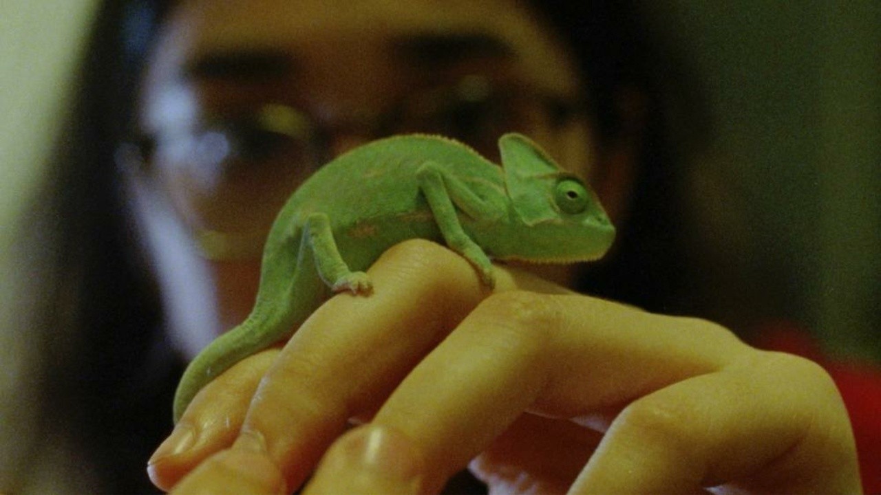 Image du film Softshell