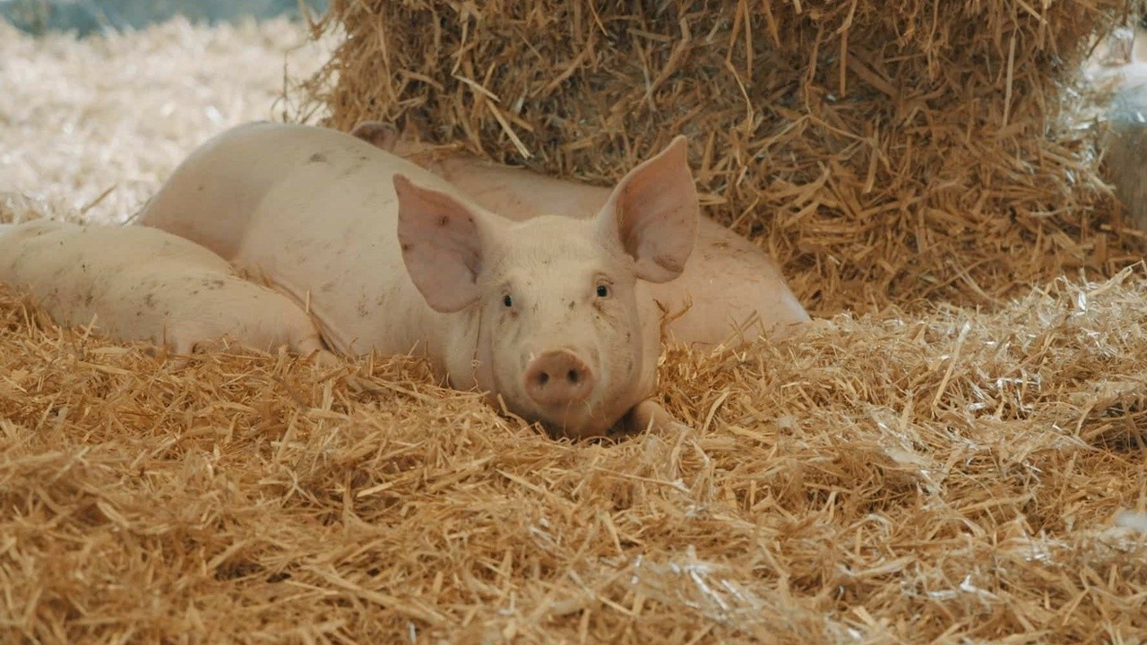 Image du film Sur la paille