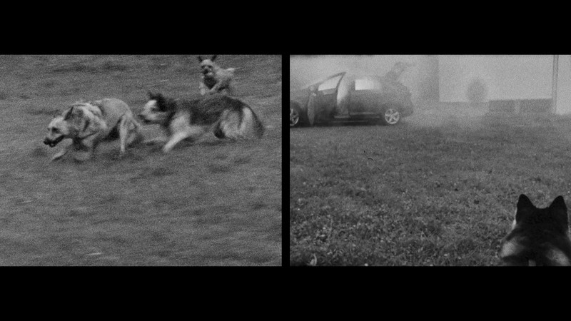 Underdog