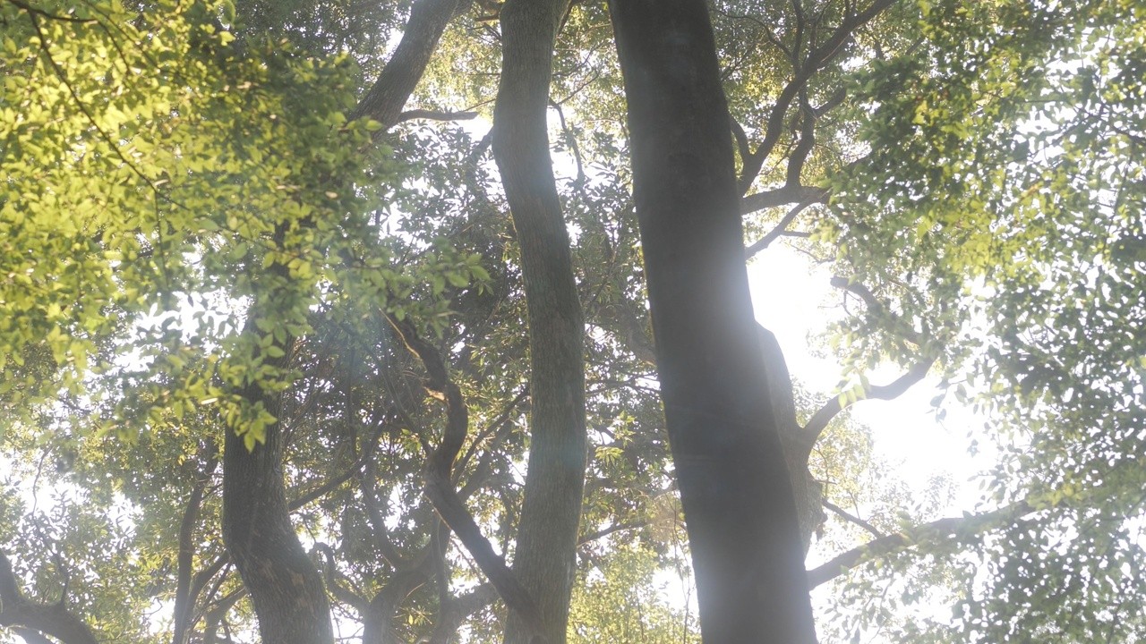 Three-Dimensional Mandala's waveform