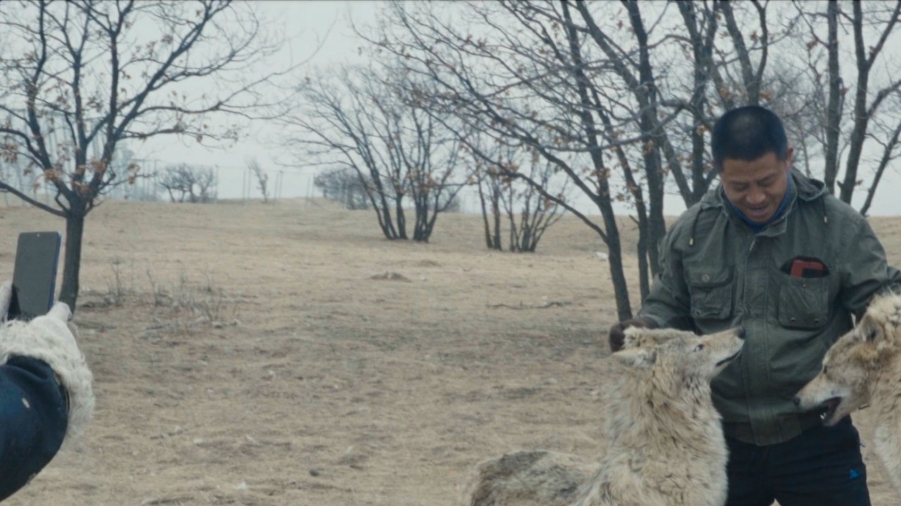 Animality (2025) | MUBI