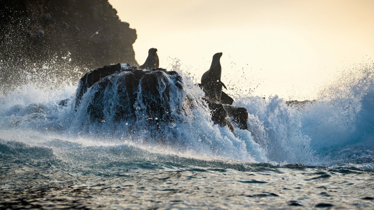 Sea Lions of the Galapagos