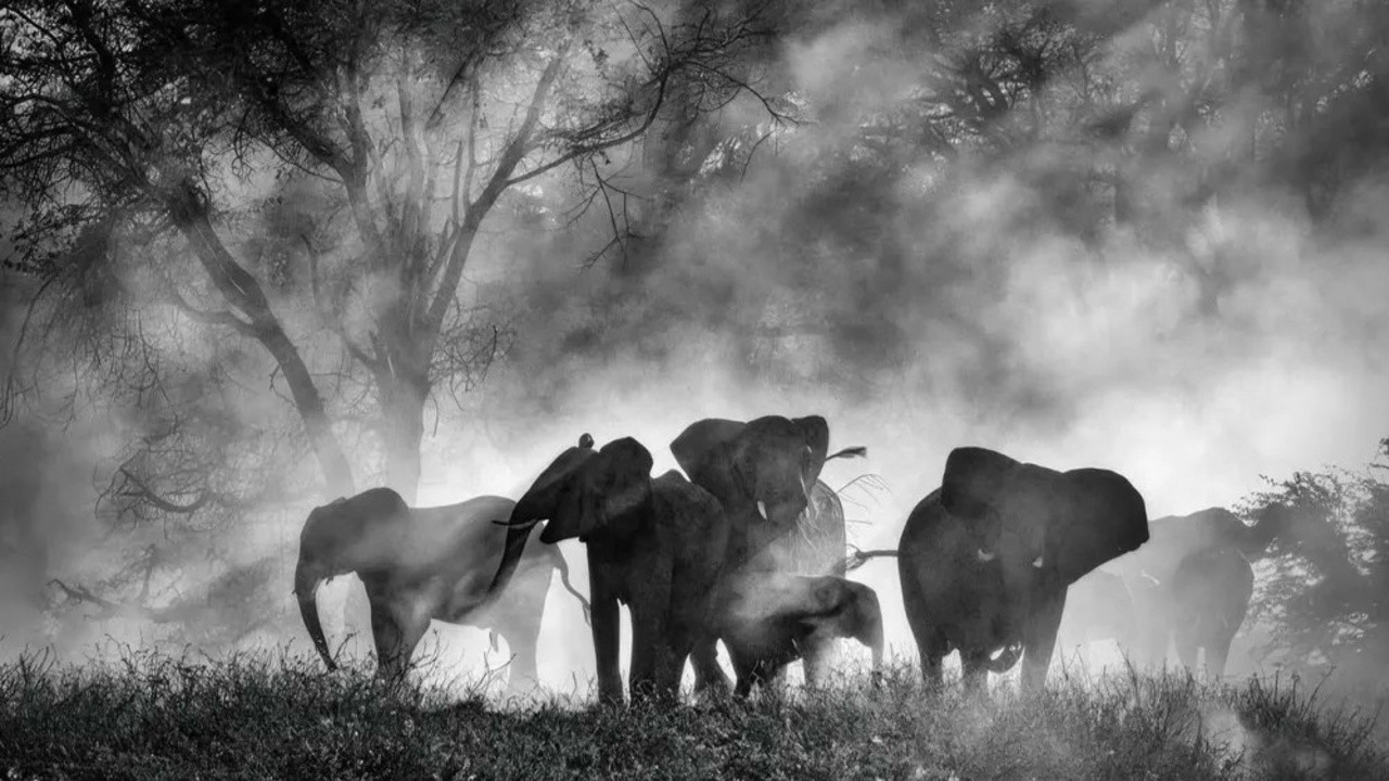 Image du film Ghost Elephants