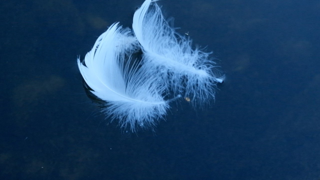 Swan Lake