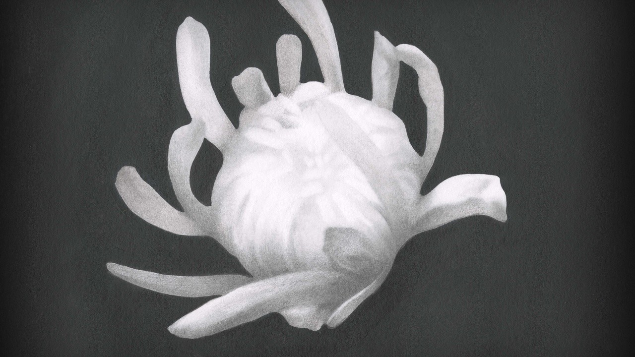 Chrysanthemum