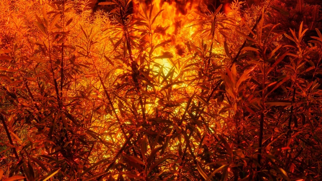 Firewalk