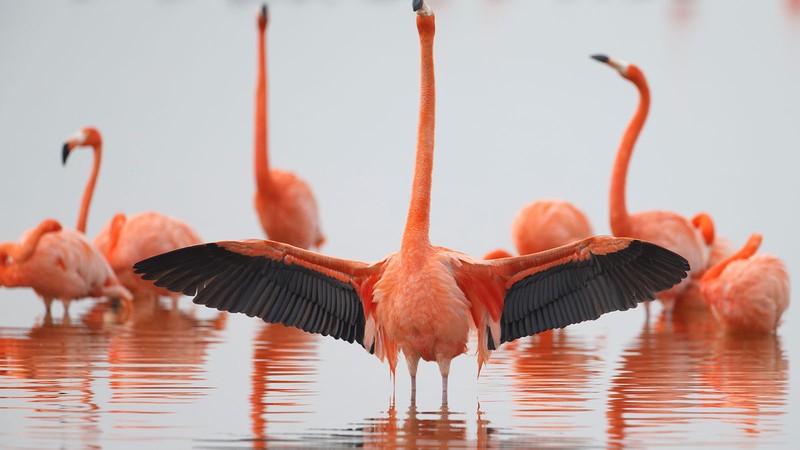 Flamingos: Life After the Meteorite
