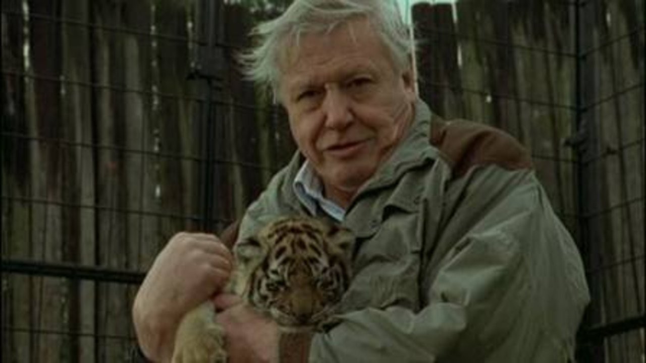 Tiger: The Elusive Princess