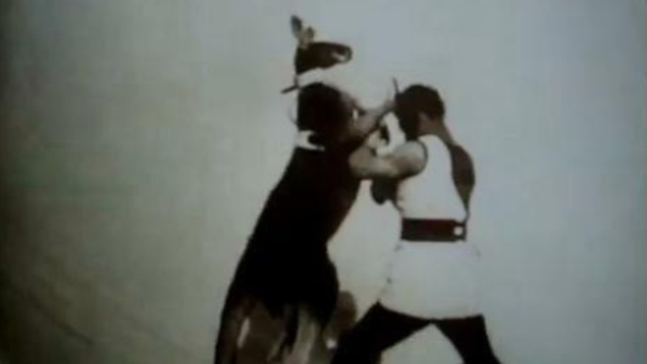 Boxing Kangaroo