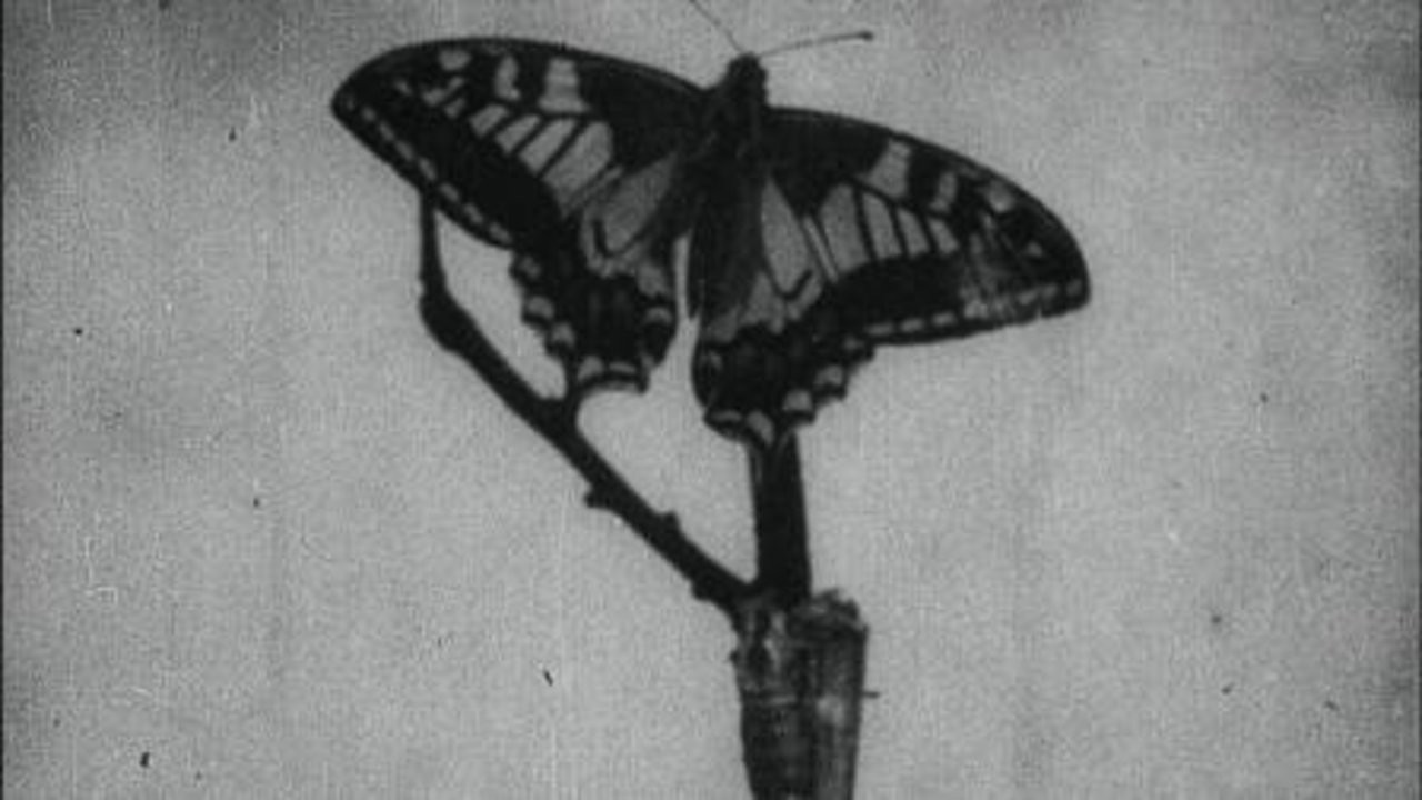 Butterfly Net - 38003