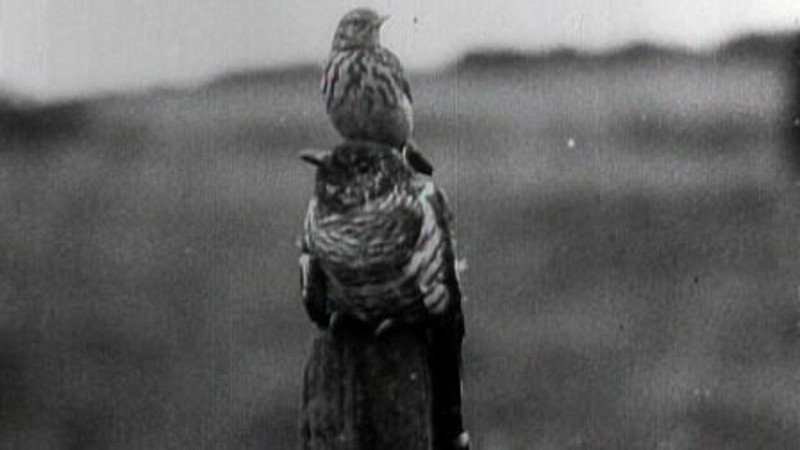 Secrets of Nature: The Cuckoo's Secret