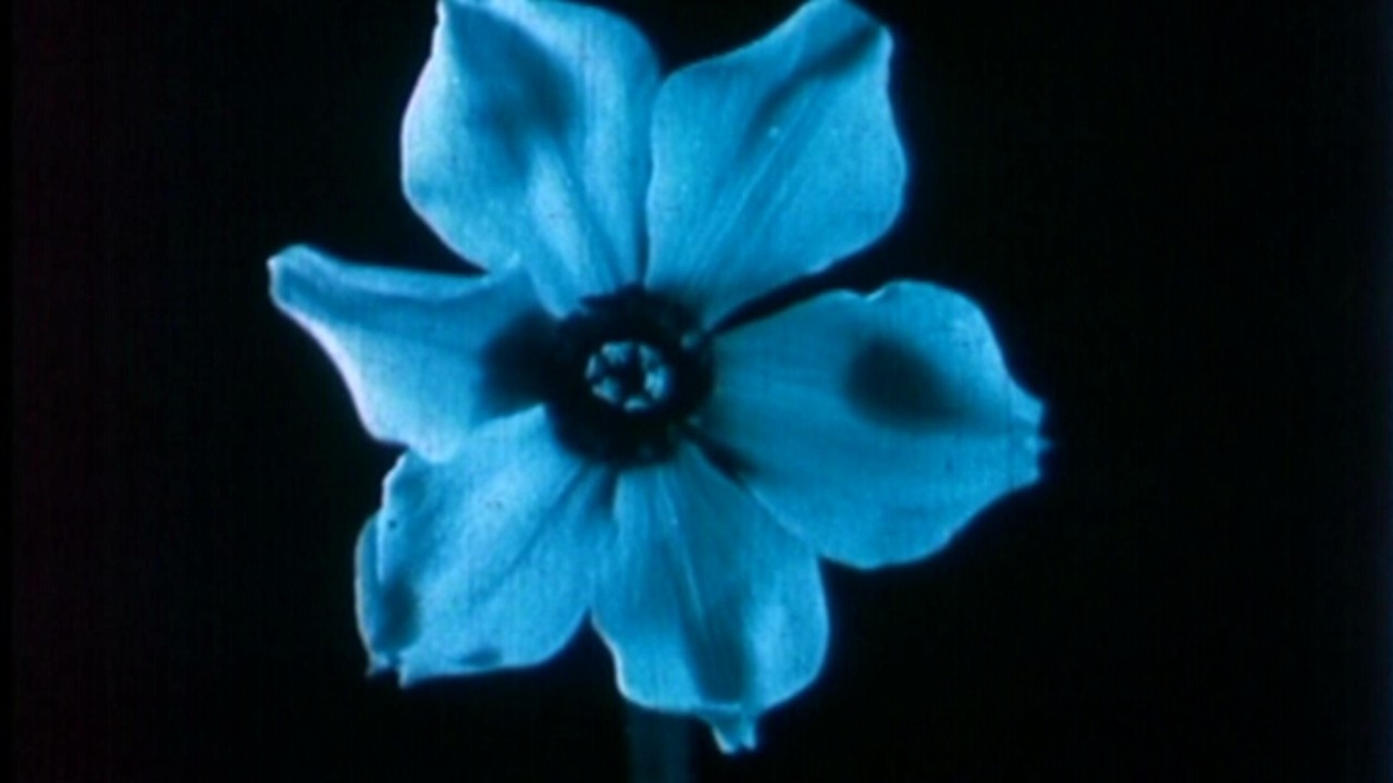 The Birth of a Flower