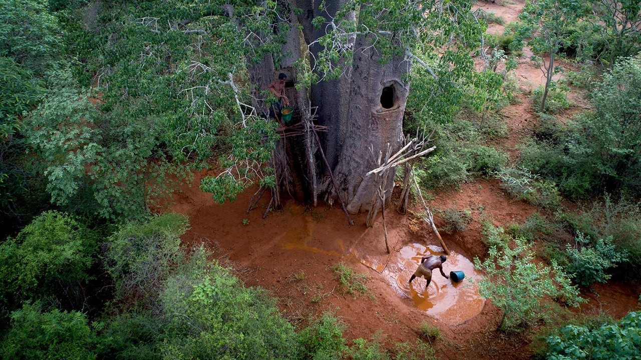 Image du film MAMODY le dernier creuseur de baobabs