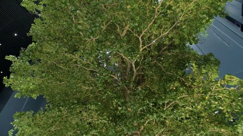Regardez l'arbre