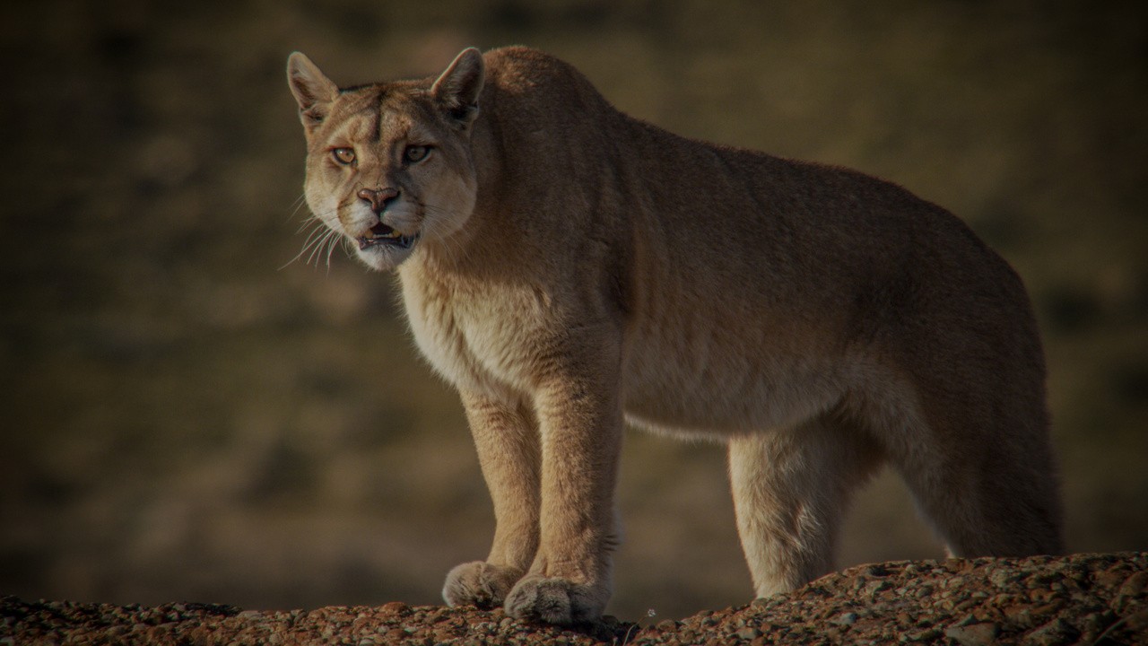 Into the Puma Triangle