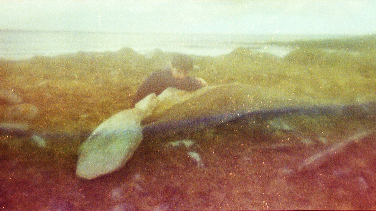 Chasing Whales