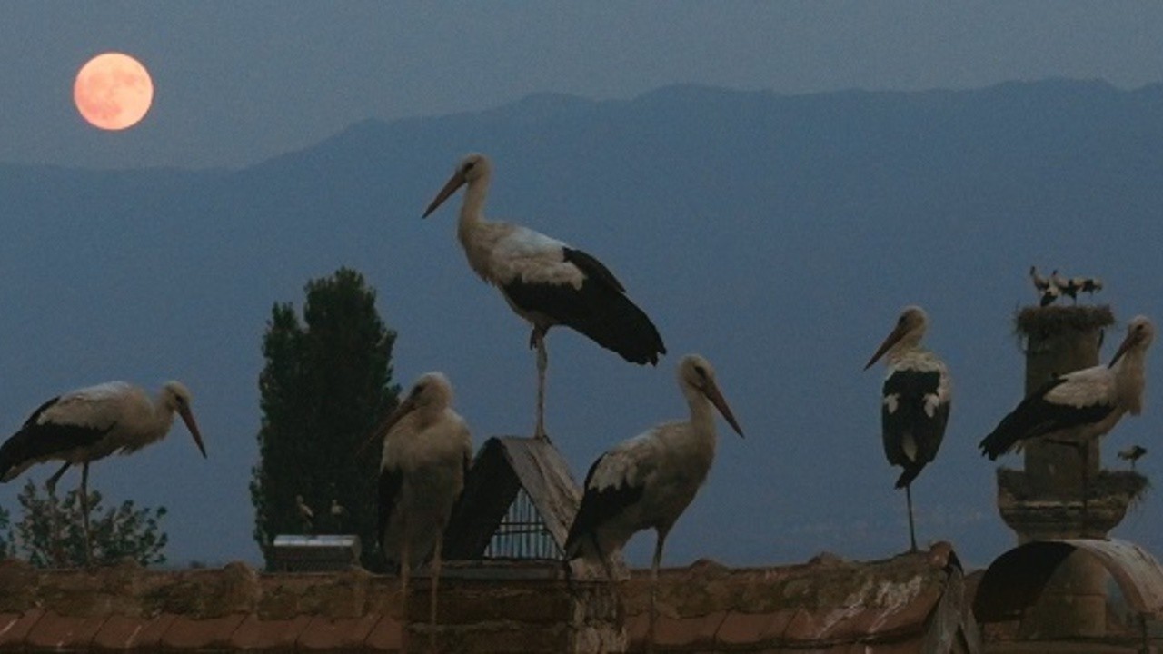 Image du film The Tale of Silyan