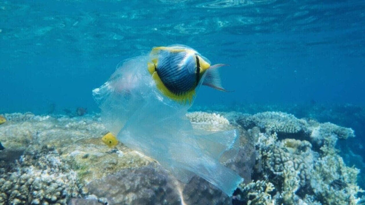 Image du film Nature, pour une réconciliation