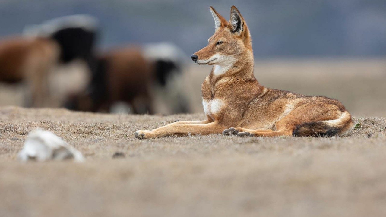 Image du film Le Secret du Loup d’Éthiopie