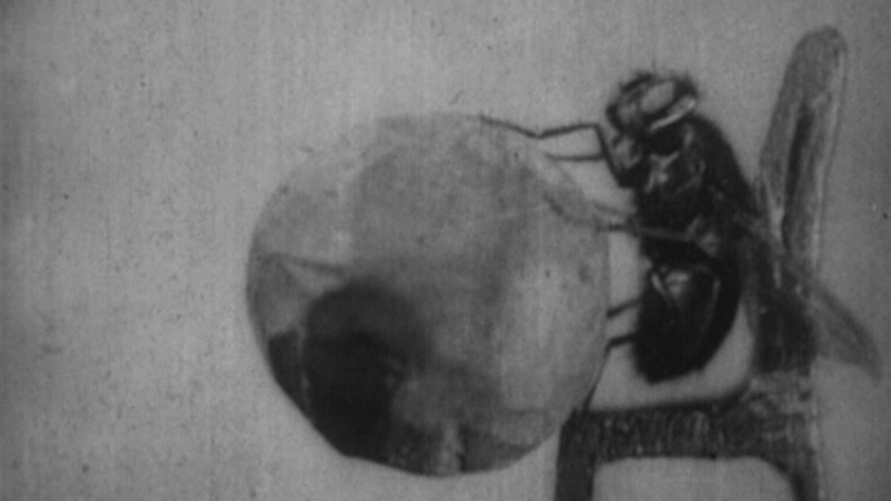 The Strength and Agility of Insects