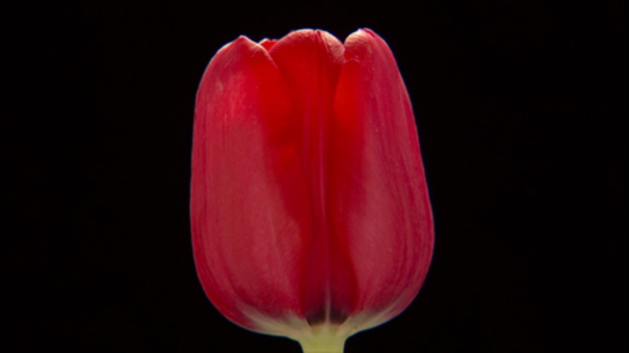 The Botany of Desire