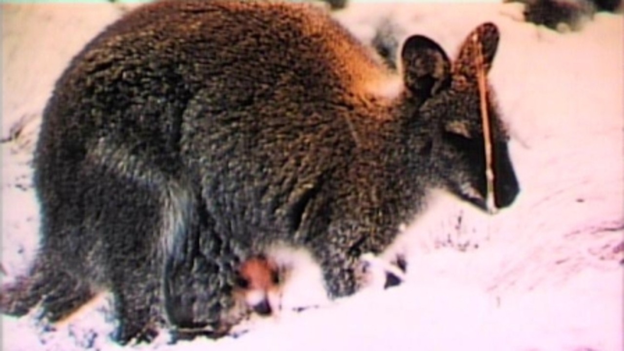 Nature's Strangest Creatures