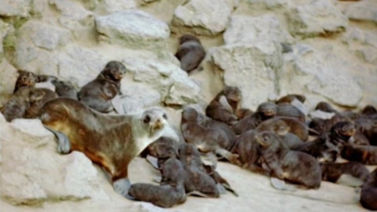 A True-Life Adventure: On Seal Island