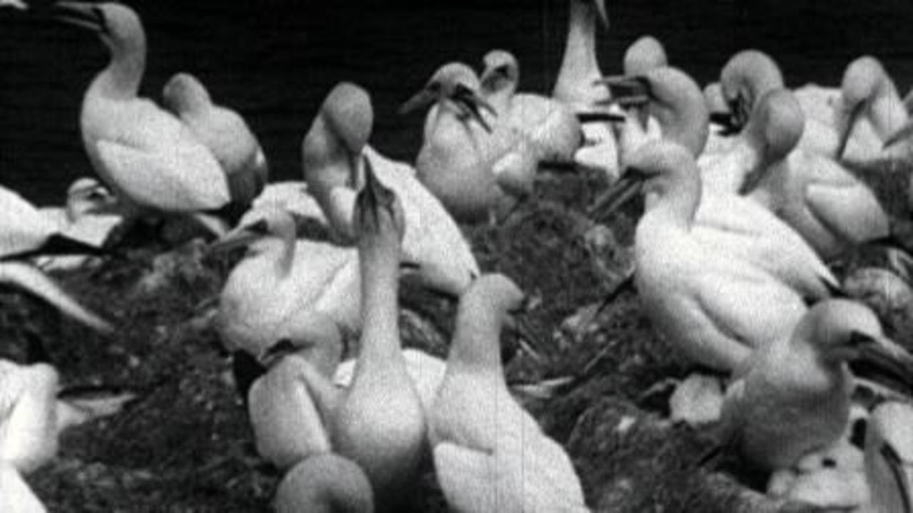 The Private Life of the Gannets