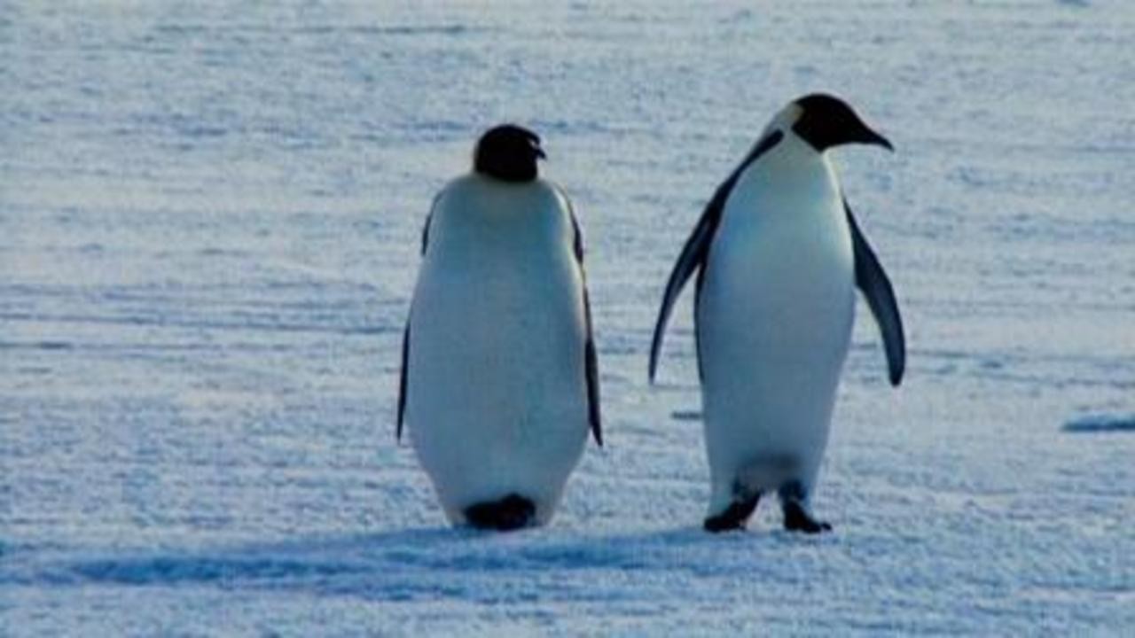 Farce of the Penguins