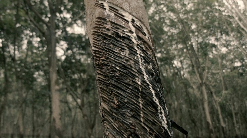 The Clearing