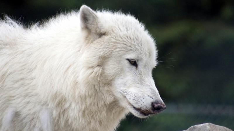 White Wolves: A Cry in the Wild 2