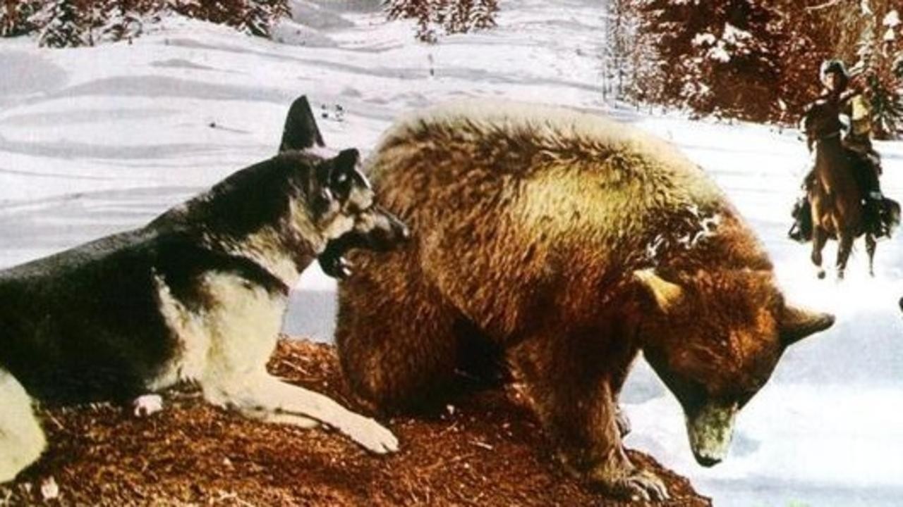 White Fang to the Rescue