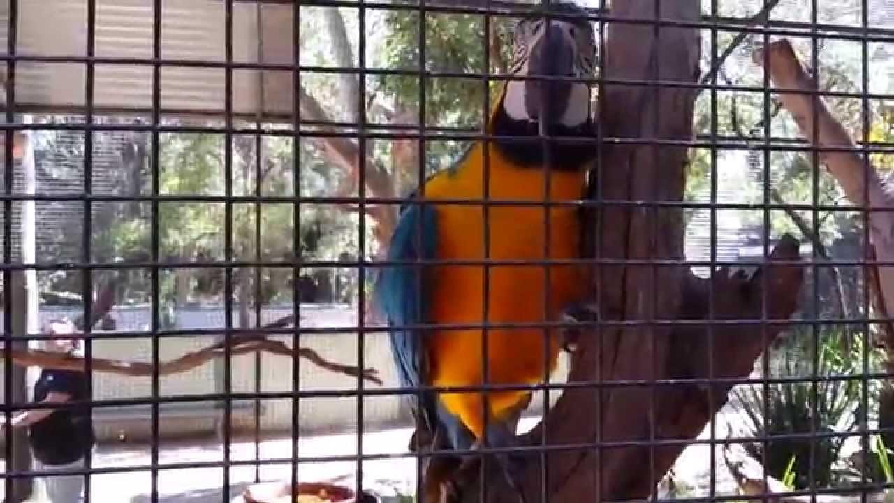 The Real Macaw