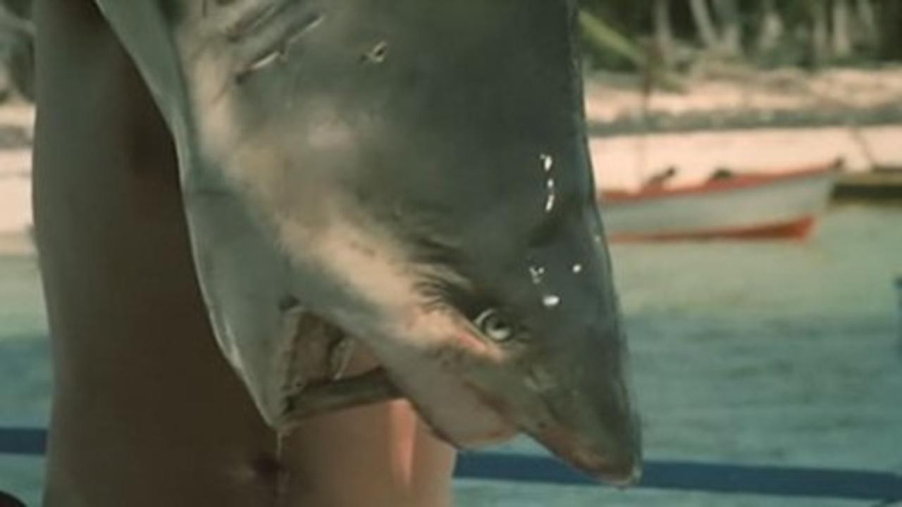 Night of the Sharks
