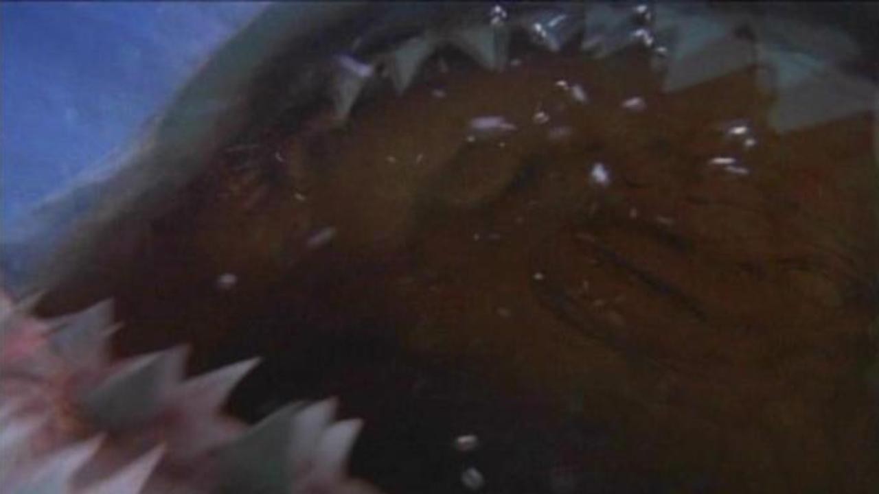 Shark Zone