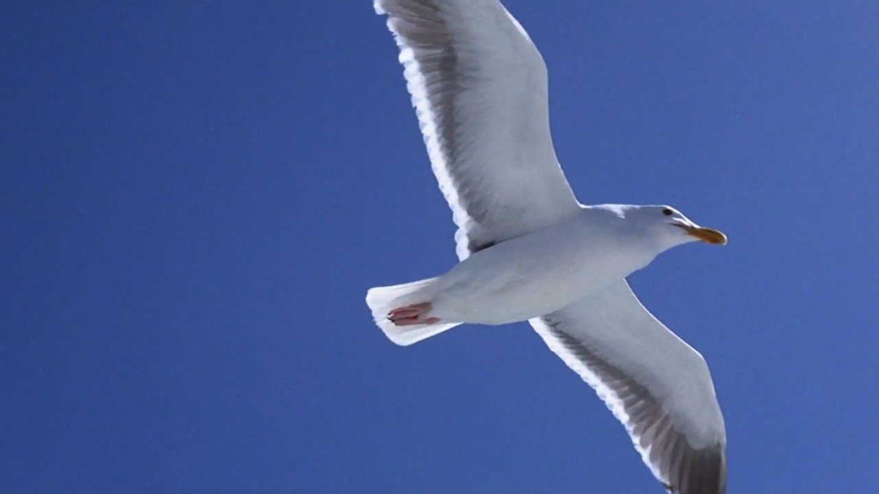 Jonathan Livingston Seagull (1973) | MUBI