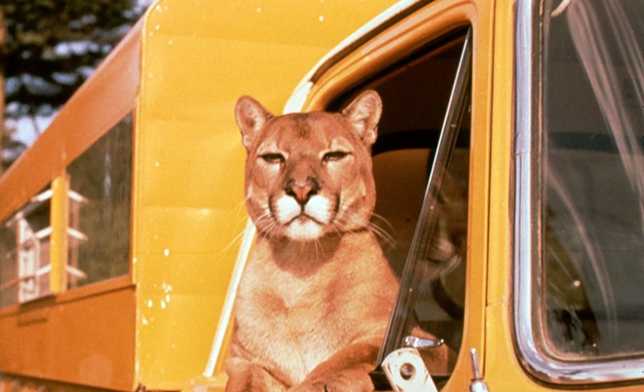Charlie, the Lonesome Cougar