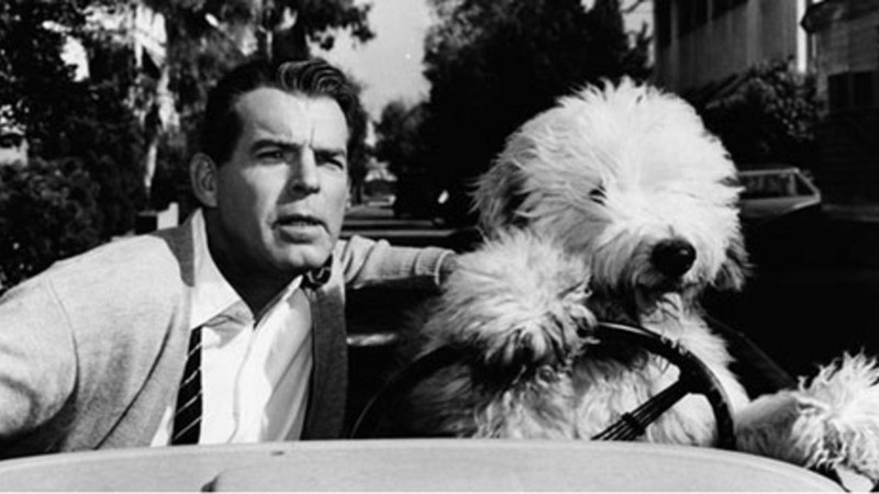 The Shaggy Dog