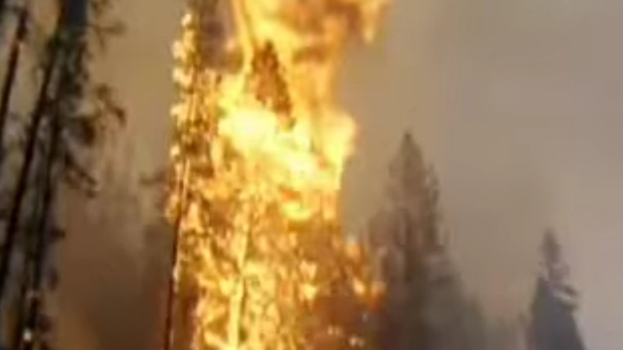 Wild Fire