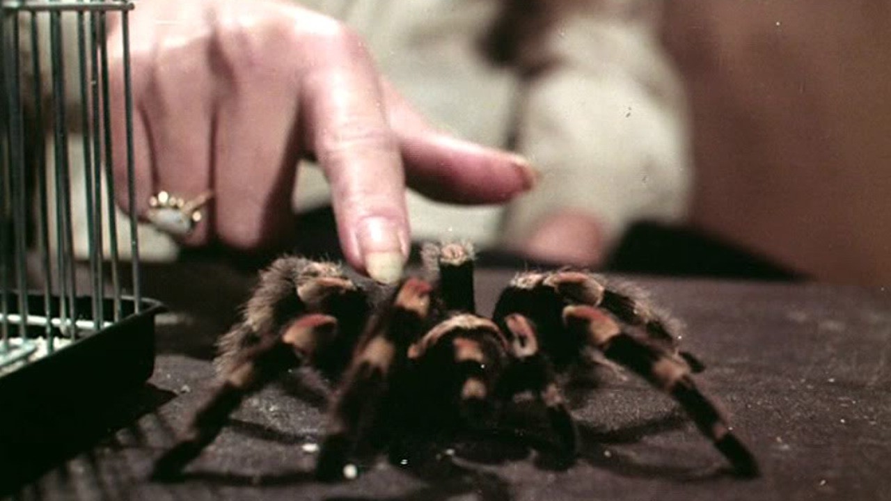 Kiss of the Tarantula