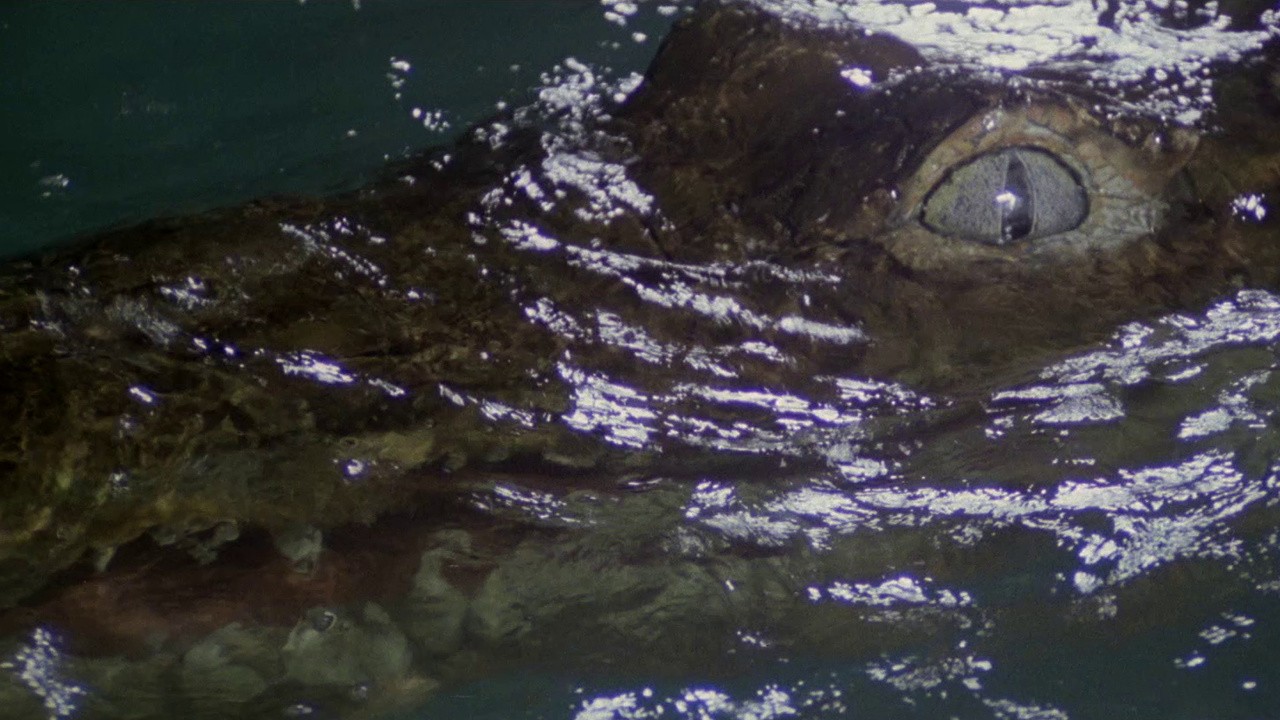 The Big Alligator River
