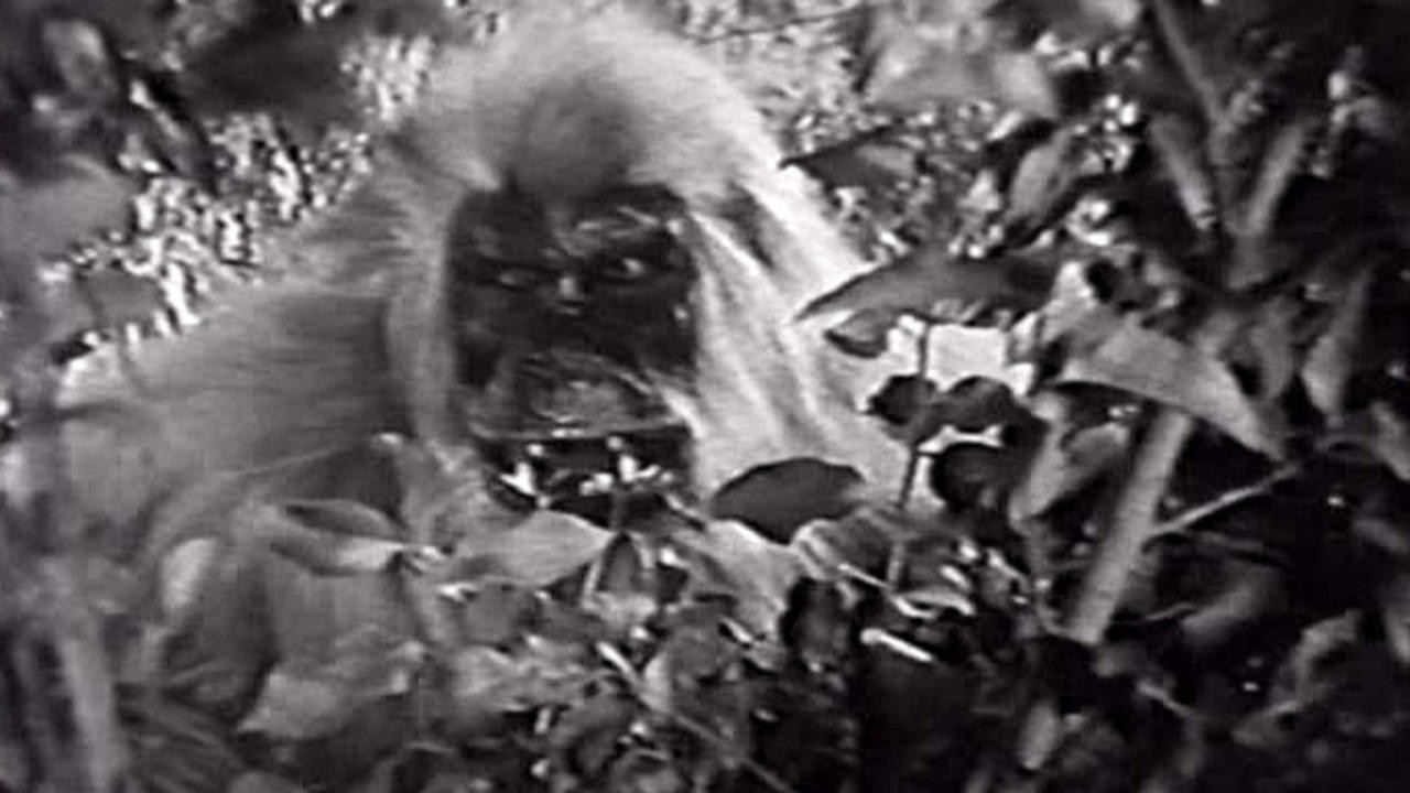 White Pongo