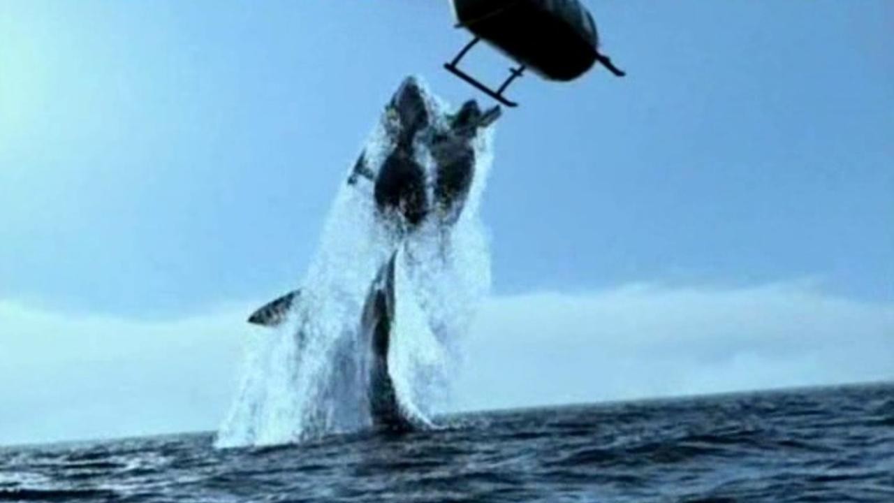 Shark Attack in the Mediterranean