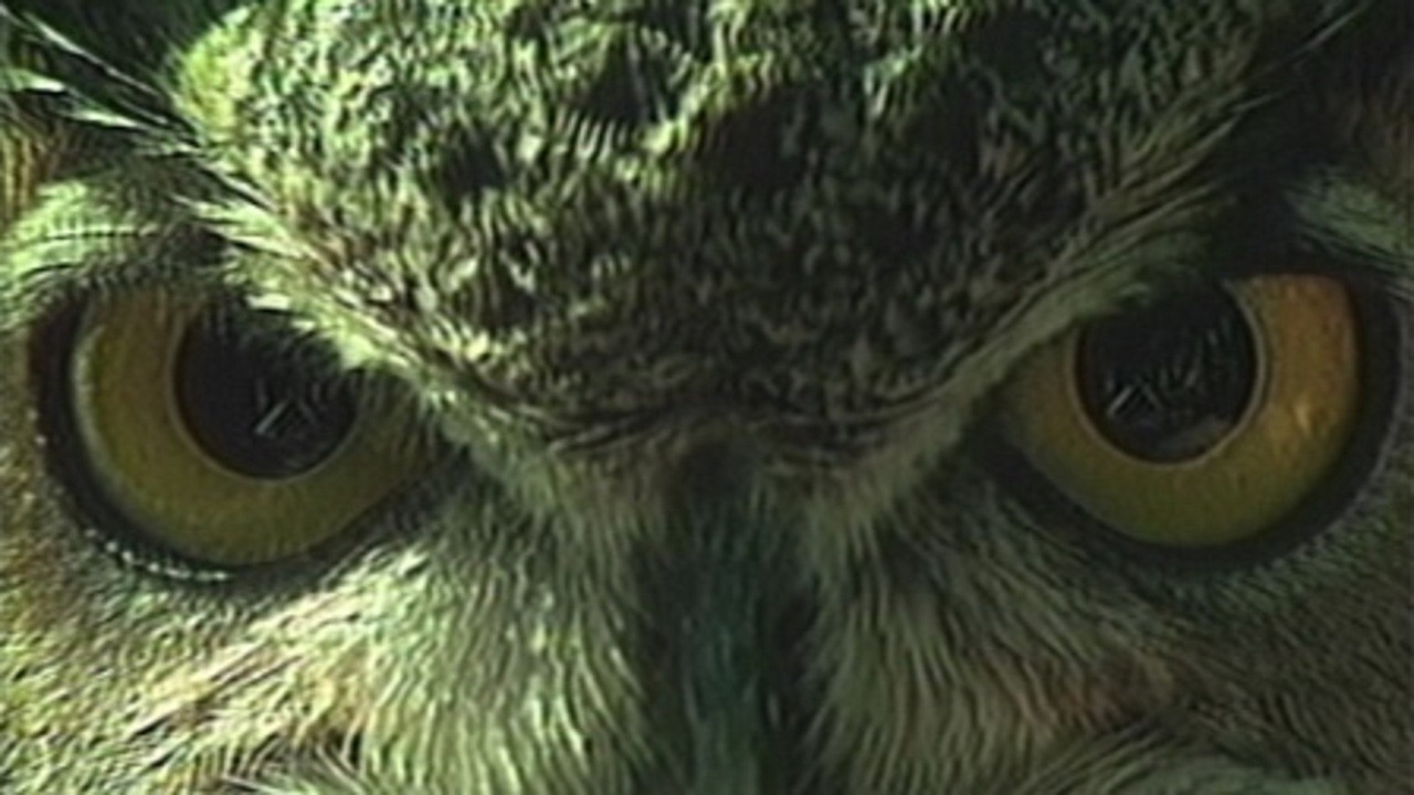 Image du film I do not know what it is i am like