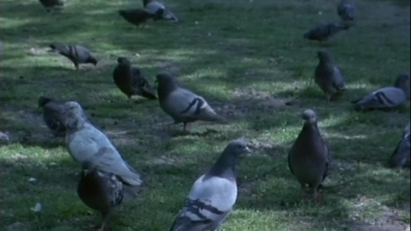 Pigeons of the Square